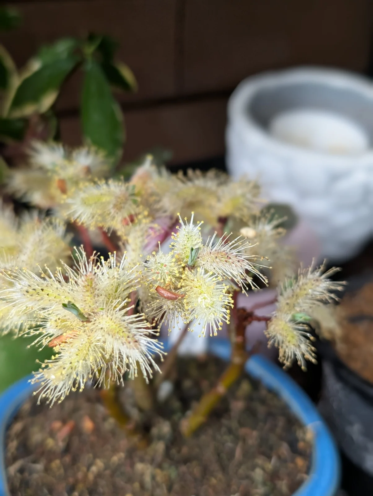 四万十猫柳　シマントネコヤナギ　盆栽