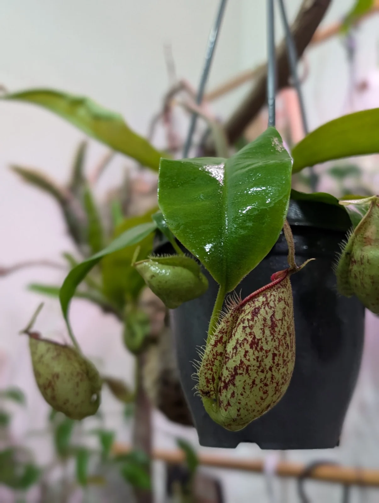 ネペンテス　フーケリアナ