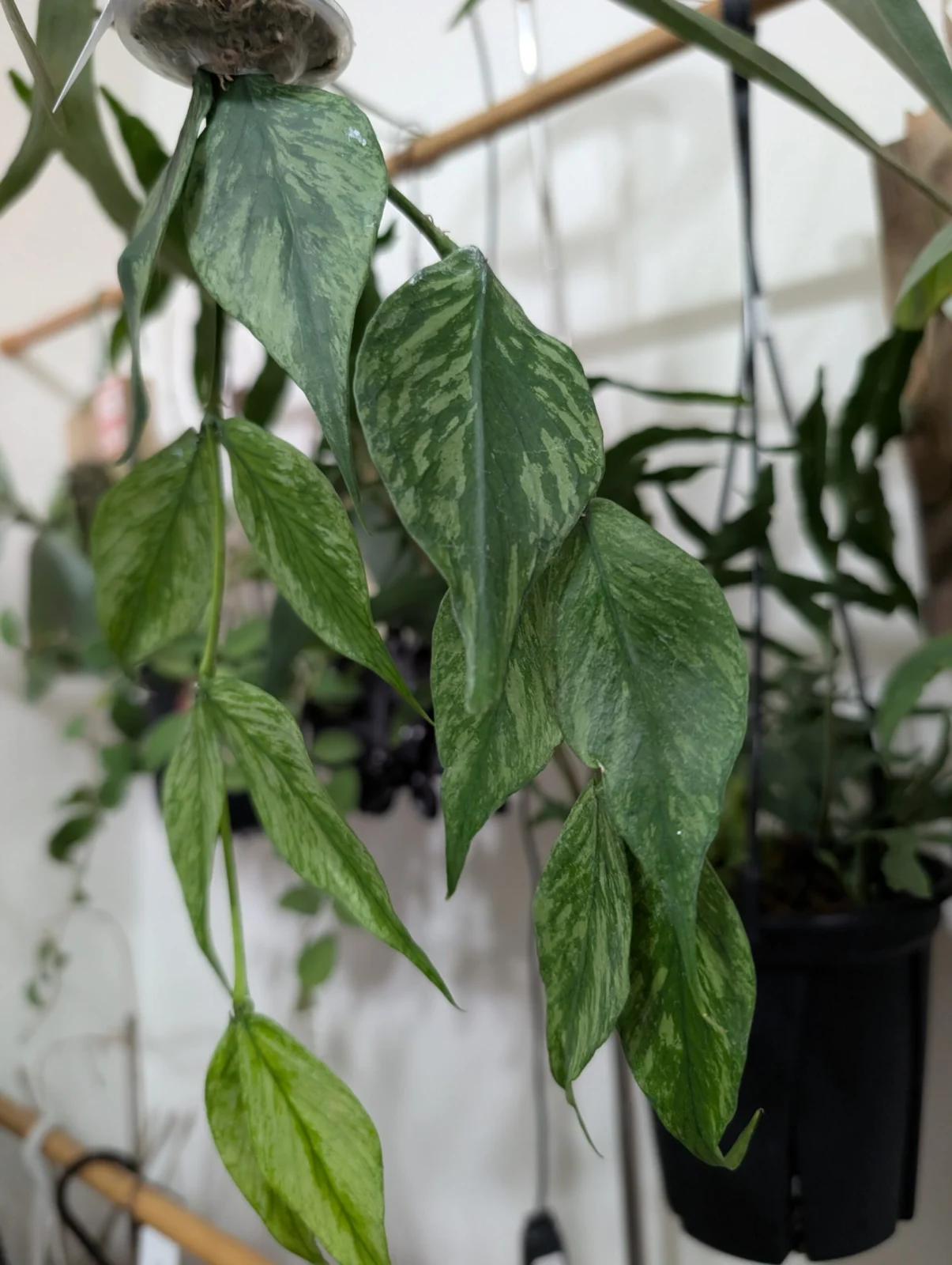 ホヤ　ポリネウラ　シルバー