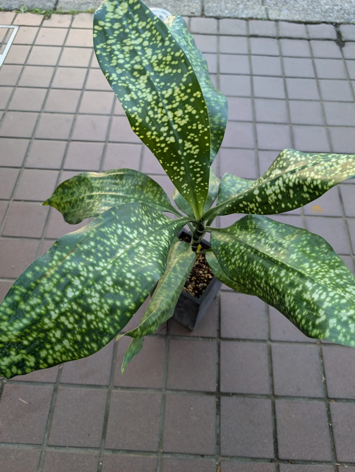 ドラセナ　スターダスト