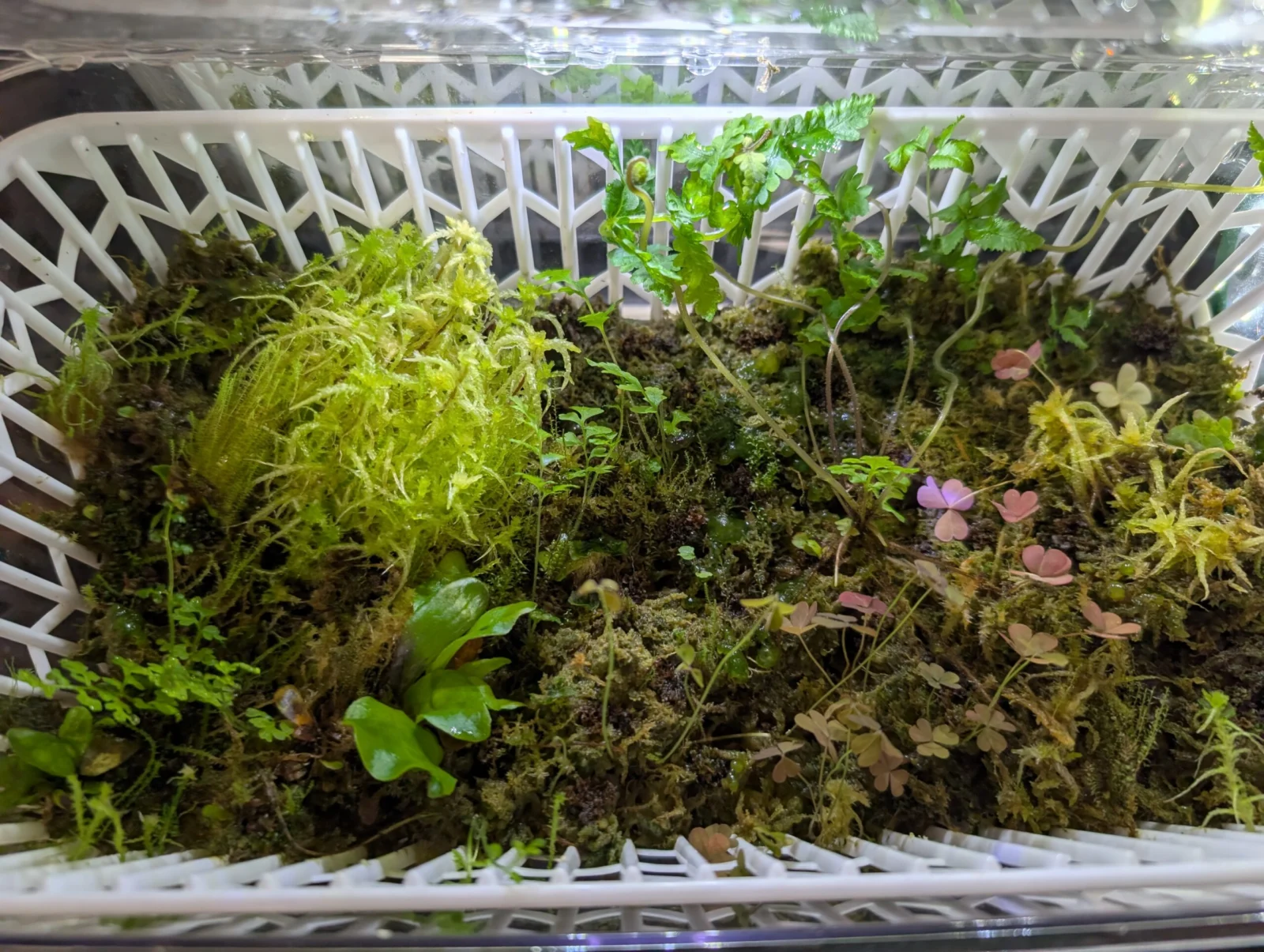 ビカクシダ　胞子培養　生水苔　カオス