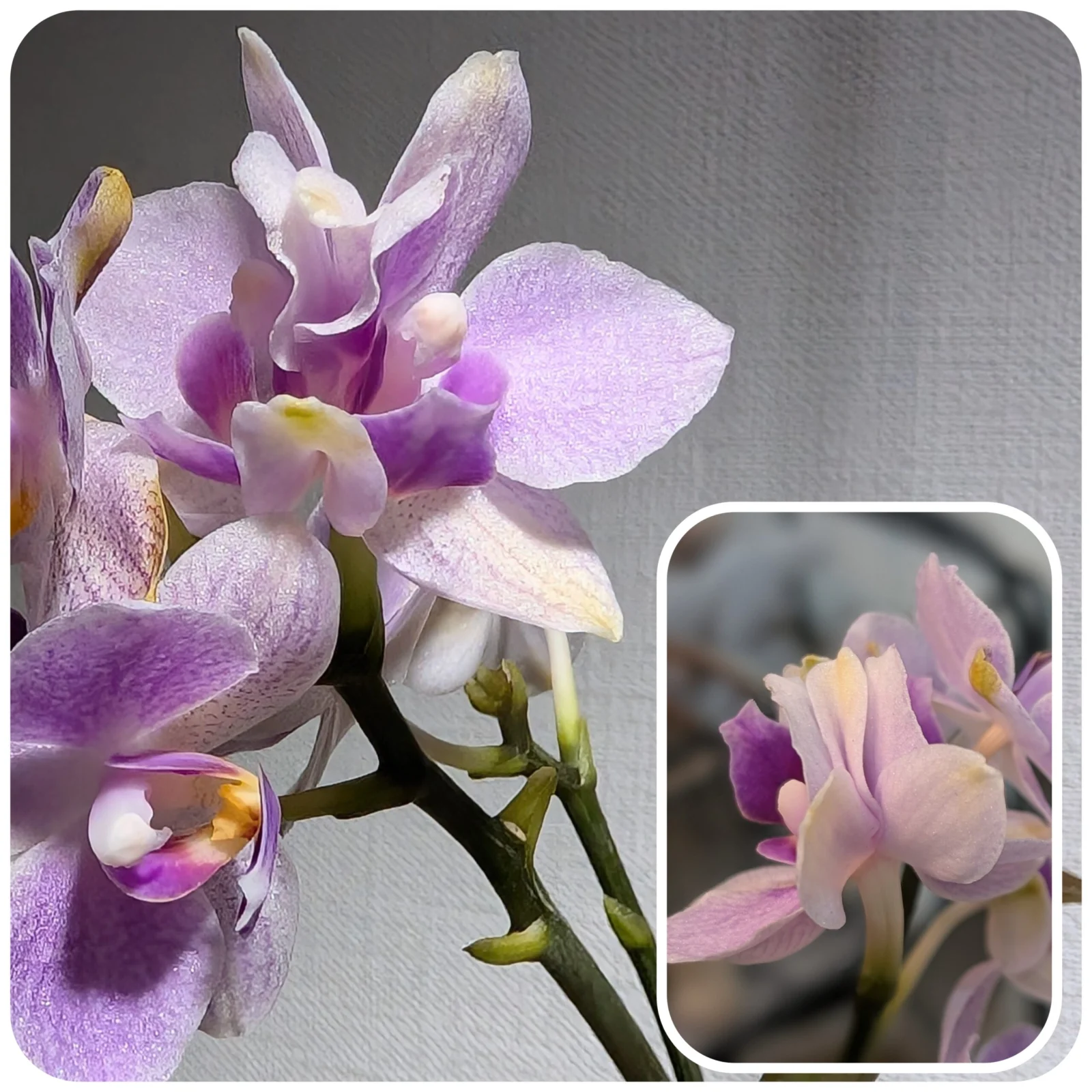 胡蝶蘭　カララ　フジホ