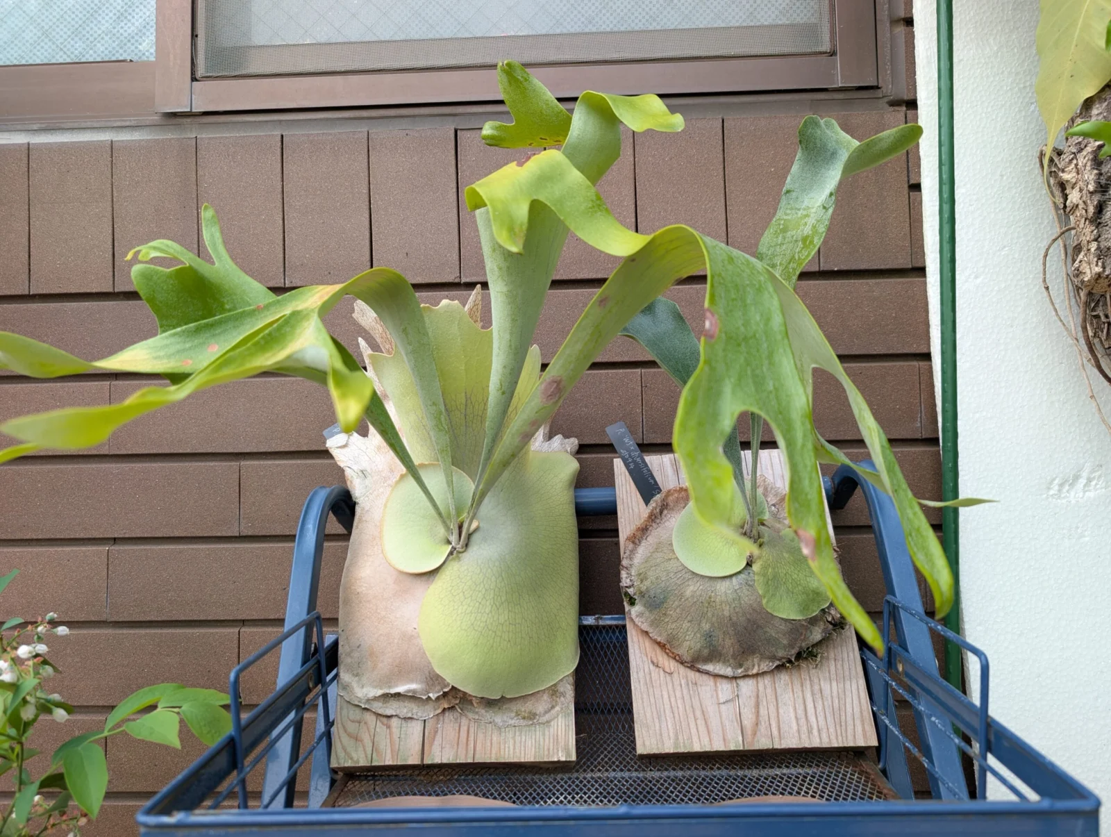 ビカクシダ　W5✕ディバーシフォリウム　屋外越冬