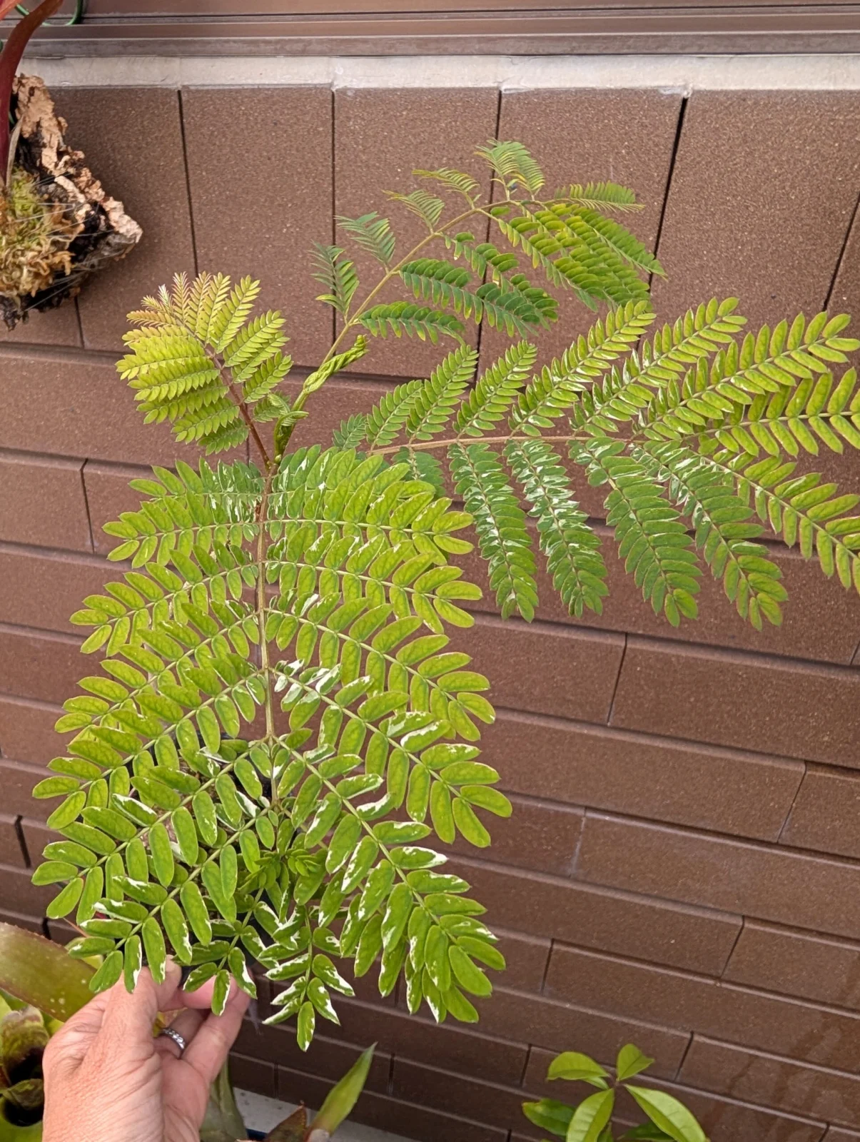 ネムノキ　斑入りネムノキ　(行けないけど)横浜