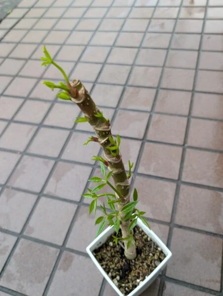 ツピタンサス