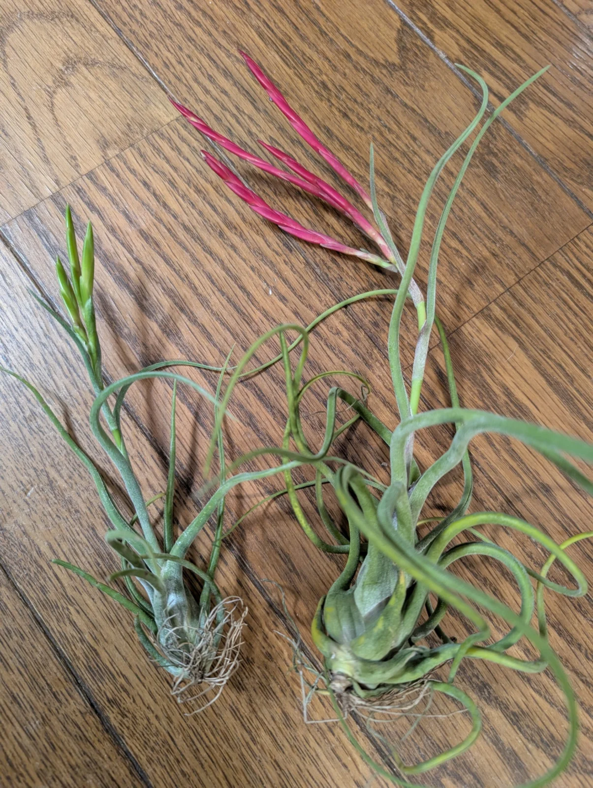 ティランジア　カプトメデューサエ