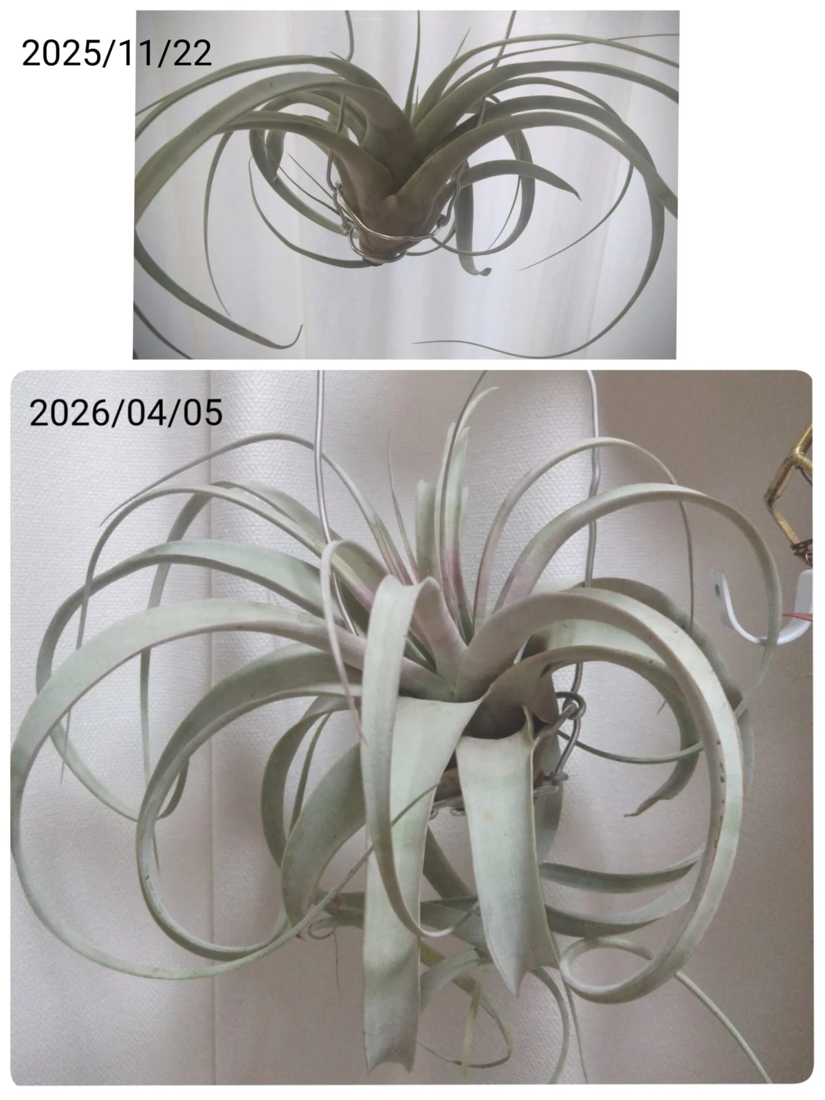 ティランジア　キセログラフィカ