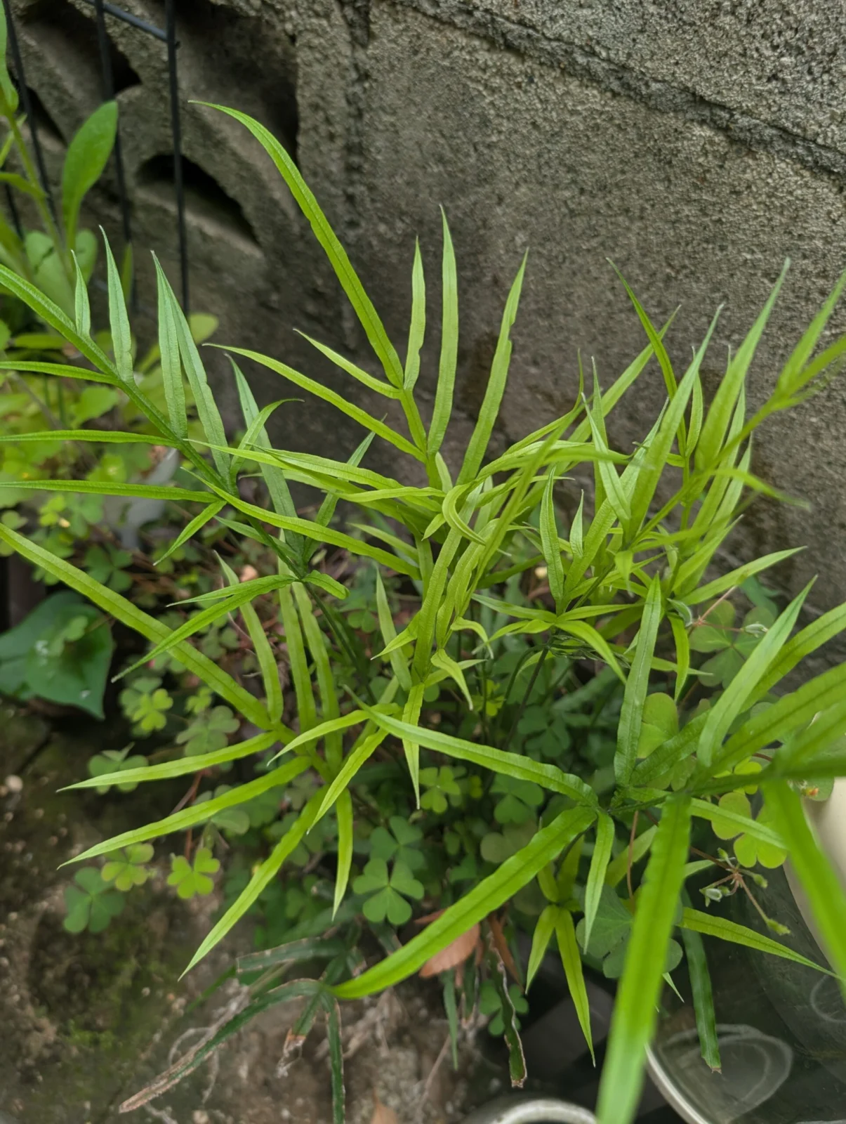 シダ