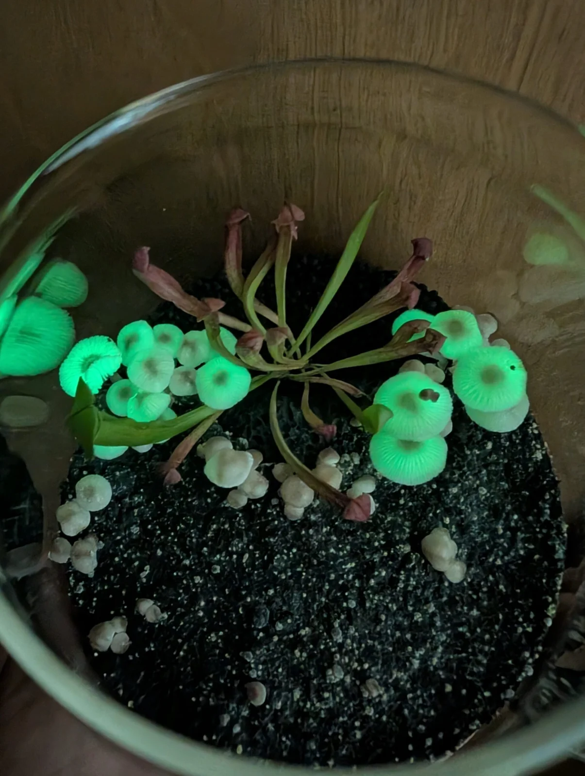 ヤコウタケ　サラセニア