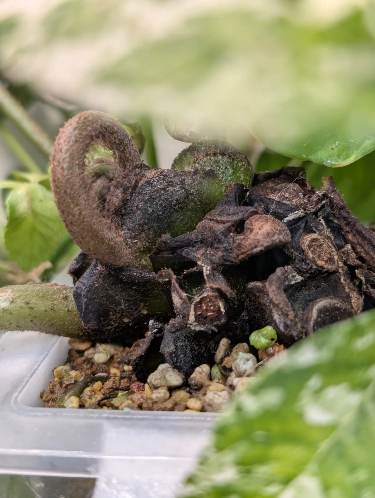 リュウビンタイ