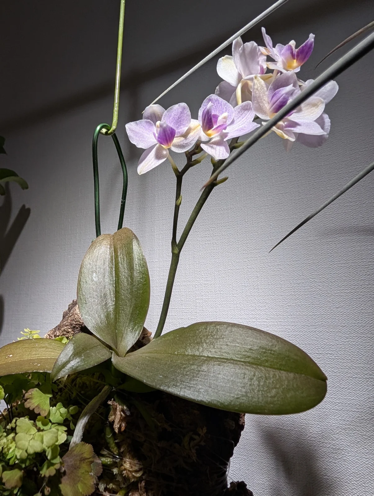 ファレノプシス　カララ　フジホ　(行けないけど)横浜