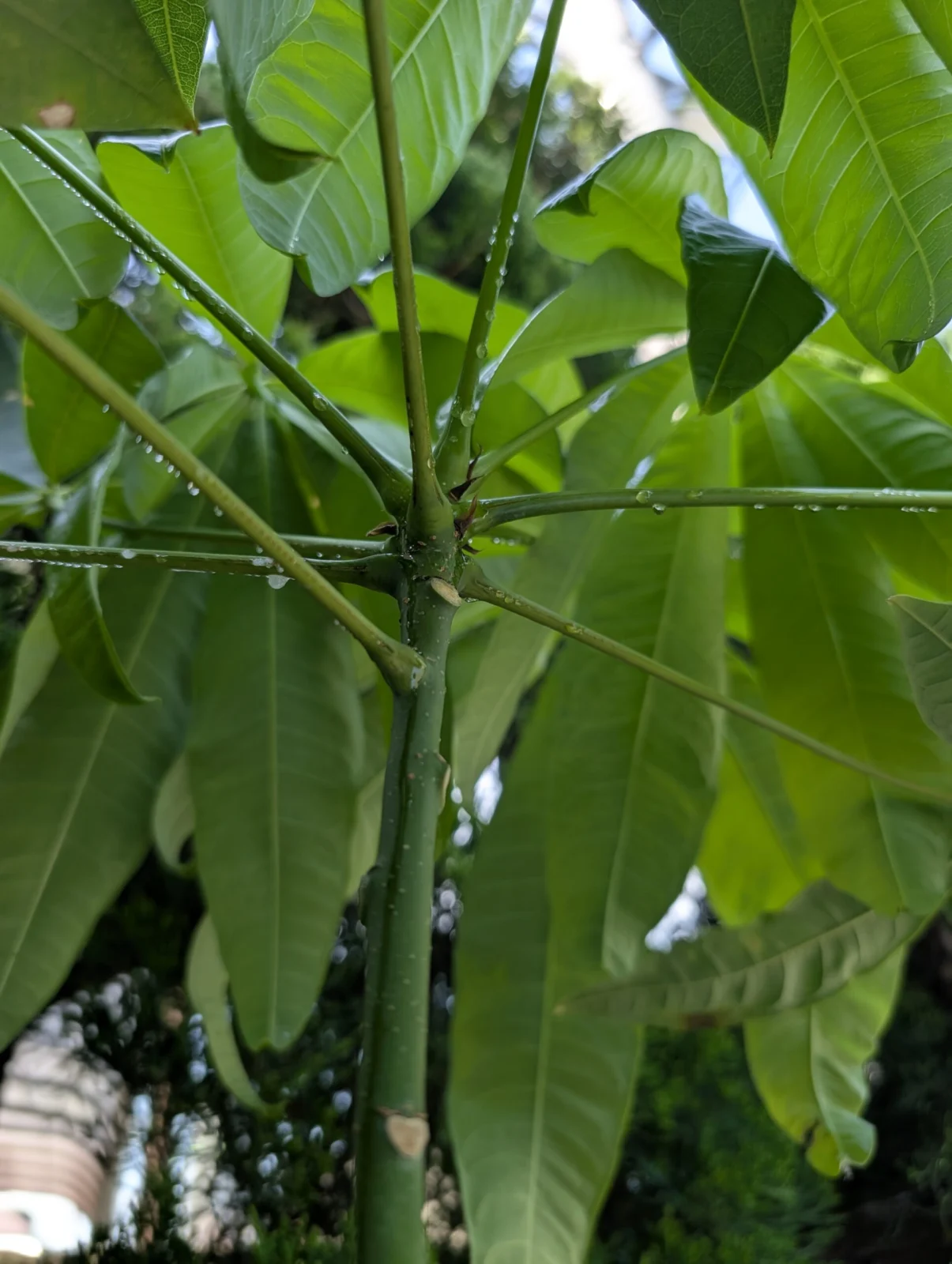 パキラ　蜜