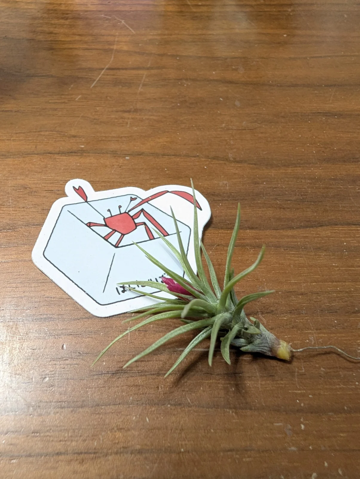 ティランジア