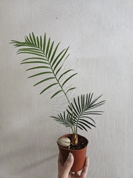 ソテツ　