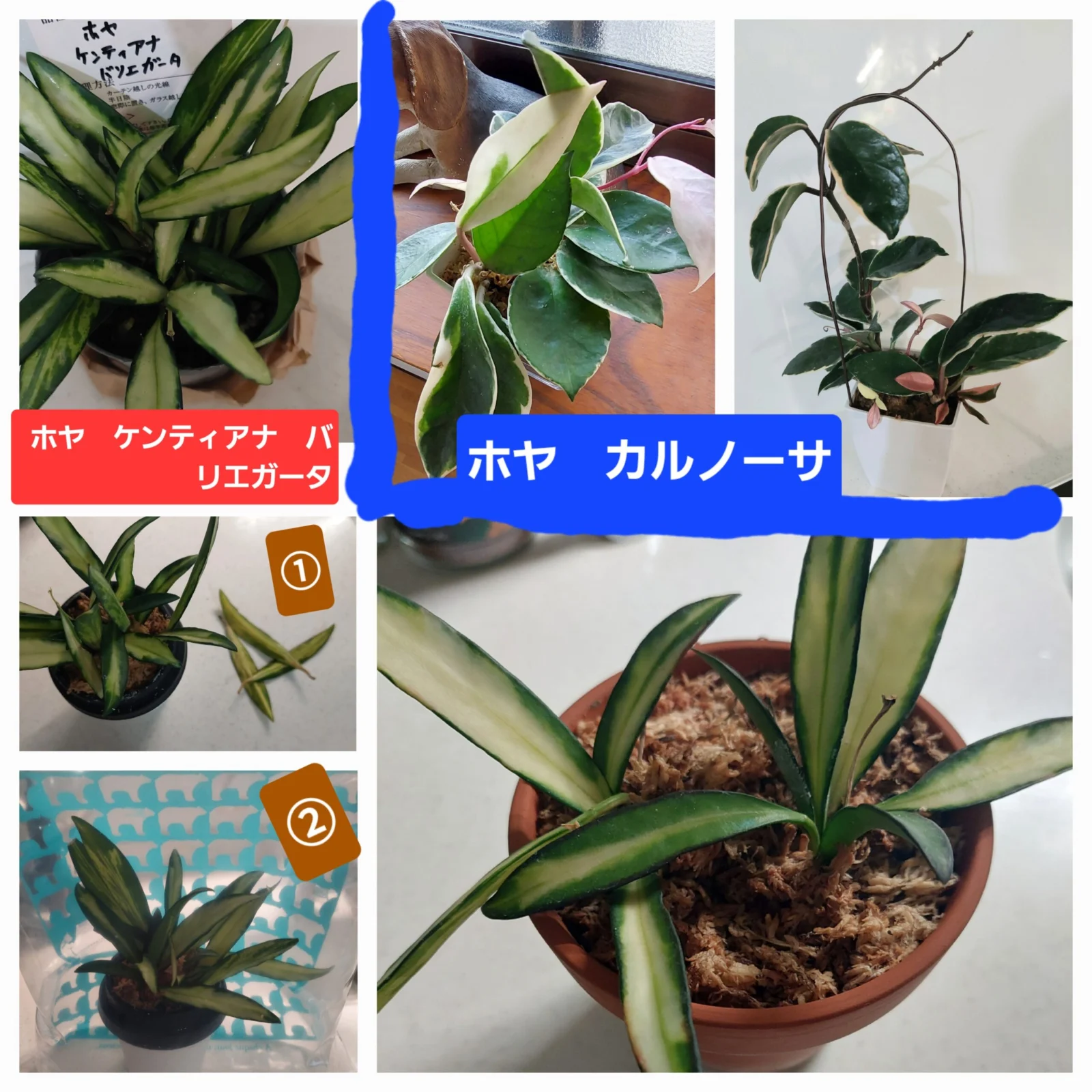 横浜　ホヤ　ケンティアナ　バリエガータとカルノーサ