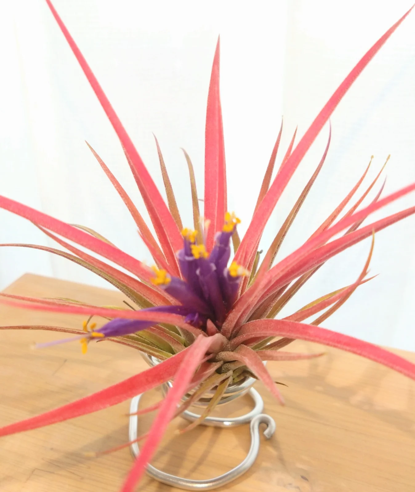 ティランジア　イオナンタ　クロス