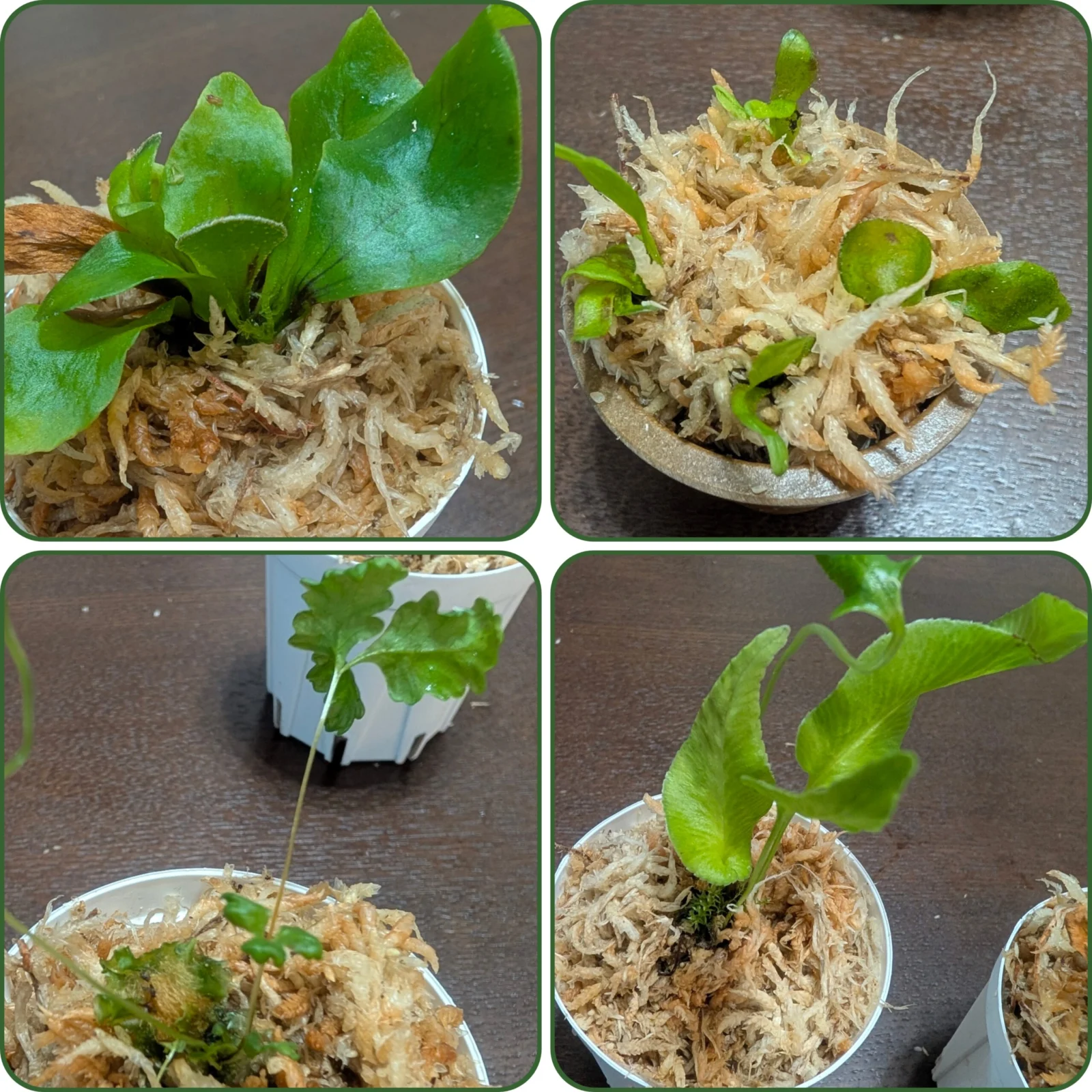 胞子培養