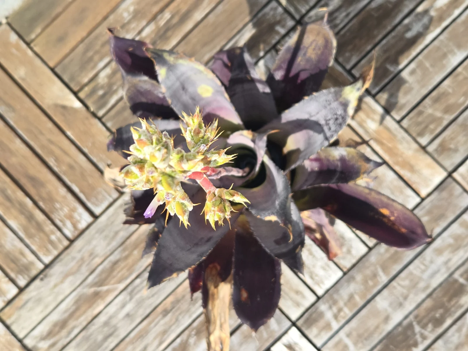 ホヘンベルギア レオポルドホルスティ 花