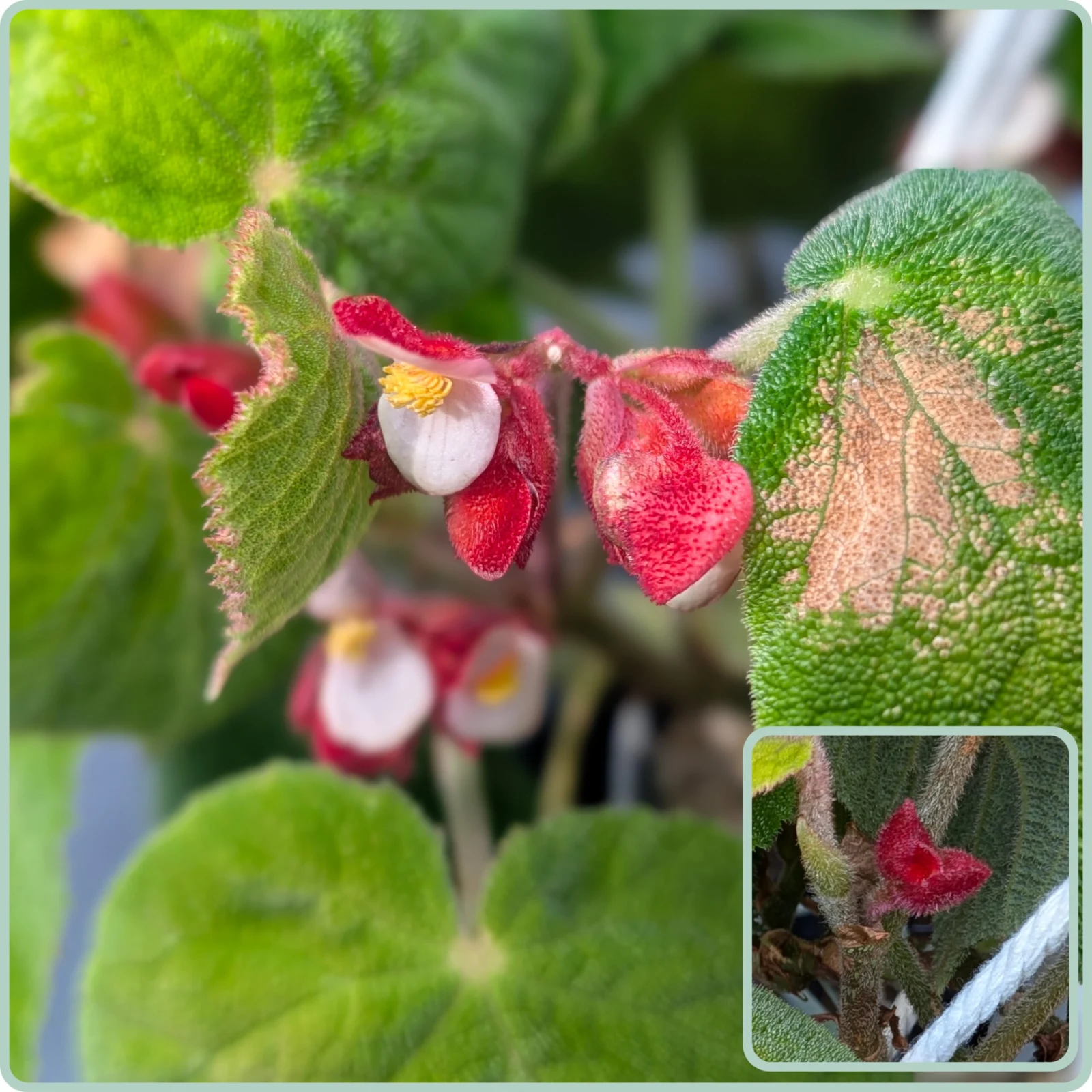 ベゴニア　アルクラーク　開花