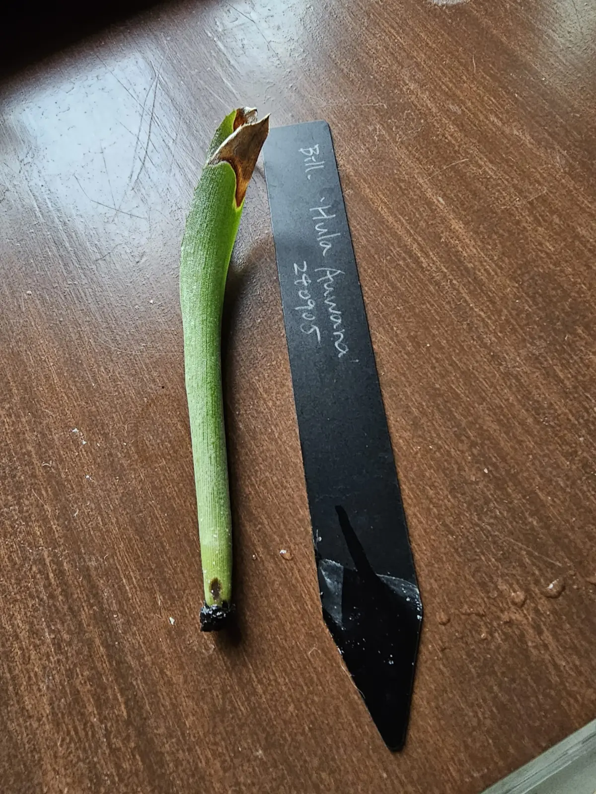 ビルベルギア フラアウワナ