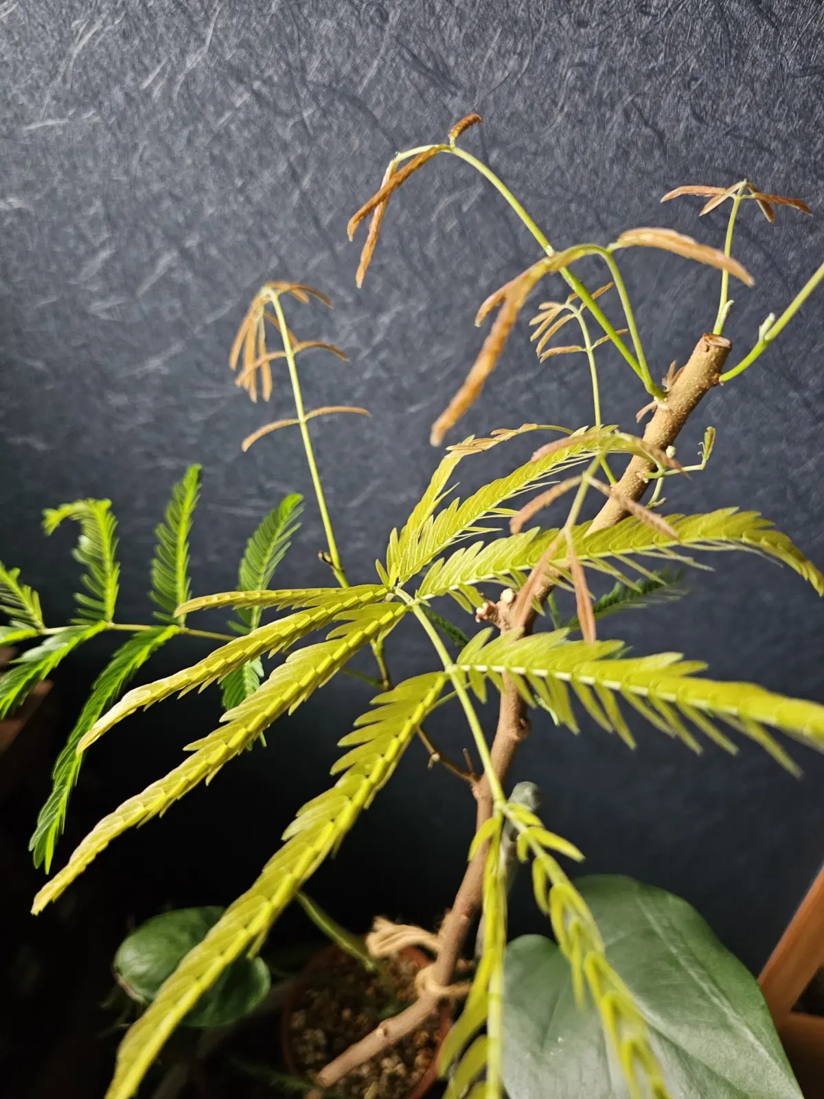 エバーフレッシュ