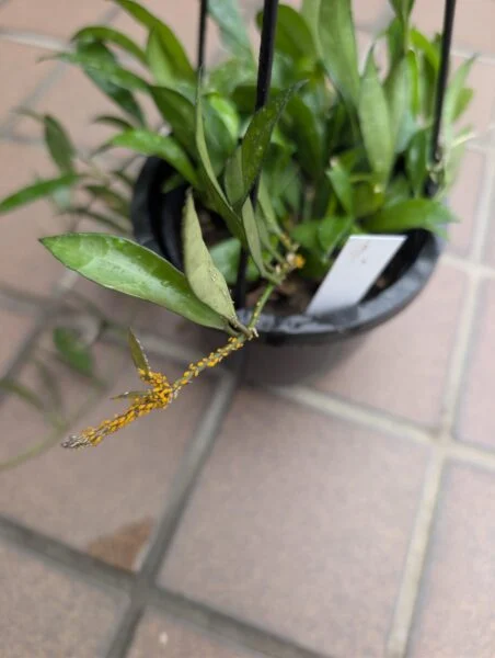 ホヤ　ザンバレス　アブラムシ　害虫