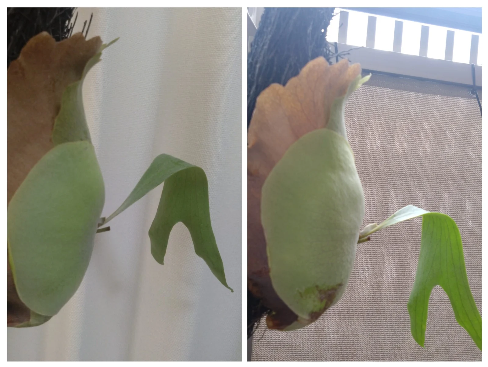 ビカクシダ　札落ち　横浜行けませんが。。