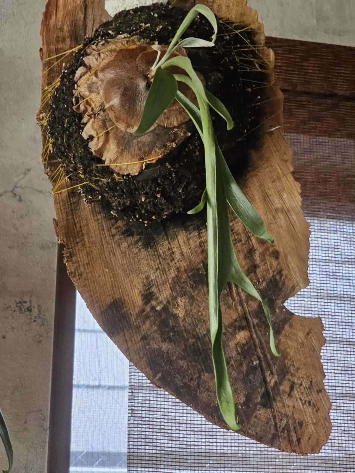 ビカクシダ 品種不明