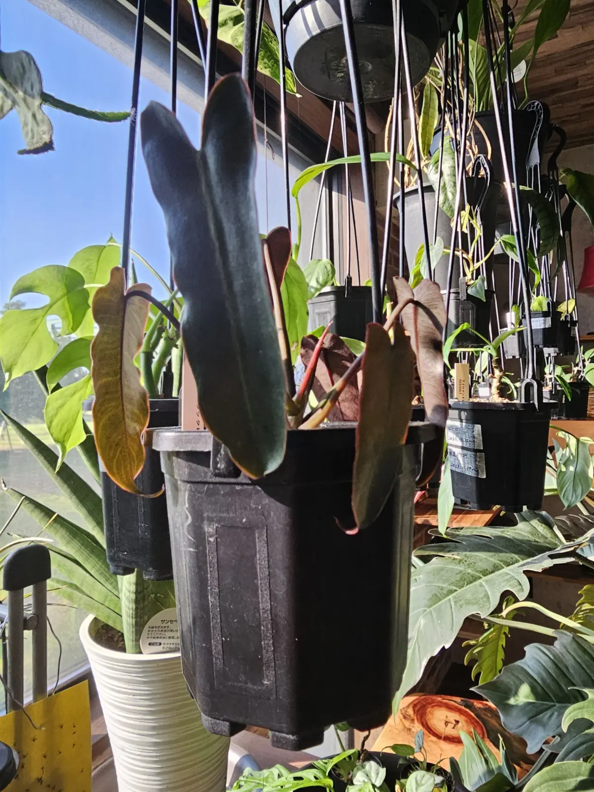 フィロデンドロン ブラックビリティアエ