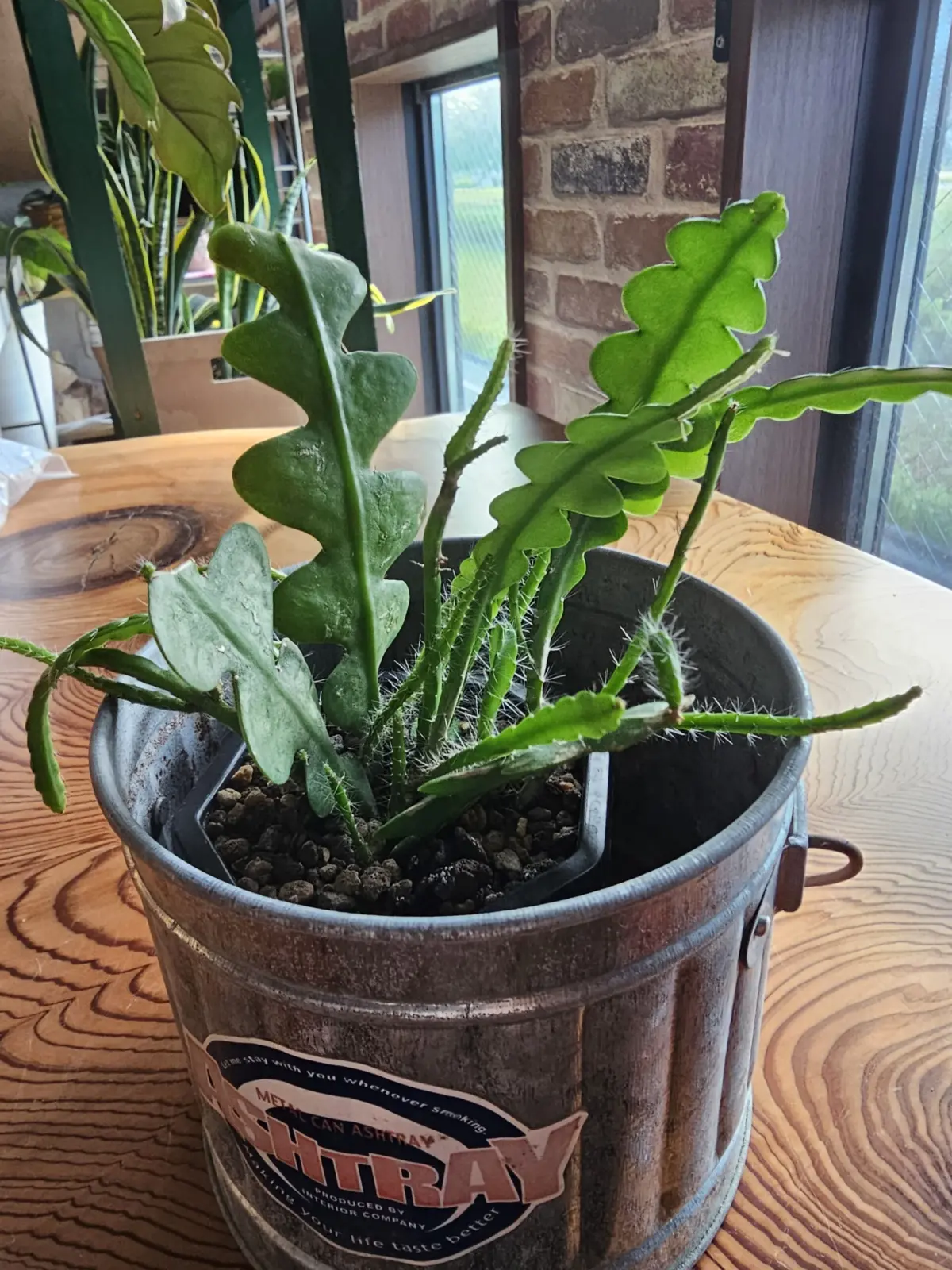 フィッシュボーンカクタス