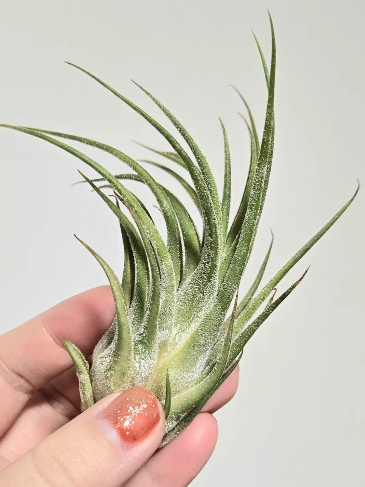 ティランジア　pruinosa × seleriana