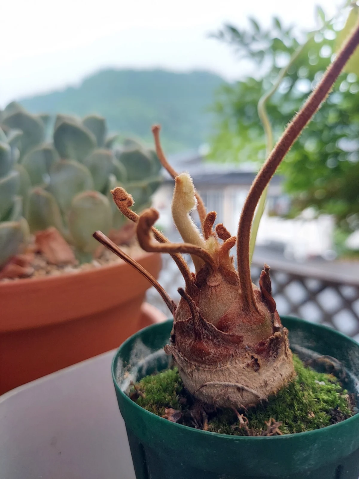 ザミア フルフラエア 新芽