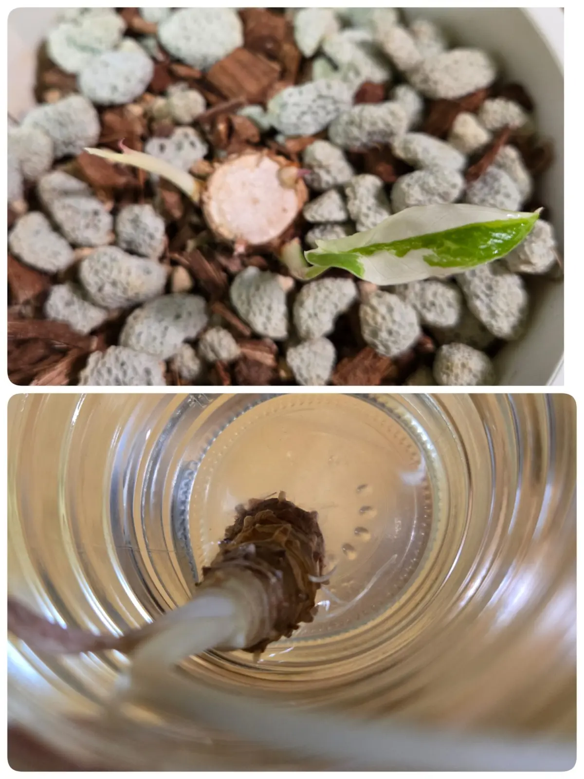 アロカシア オドラ オキナワシルバー ⑥