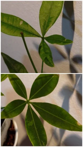 パキラ　斑入り　100均