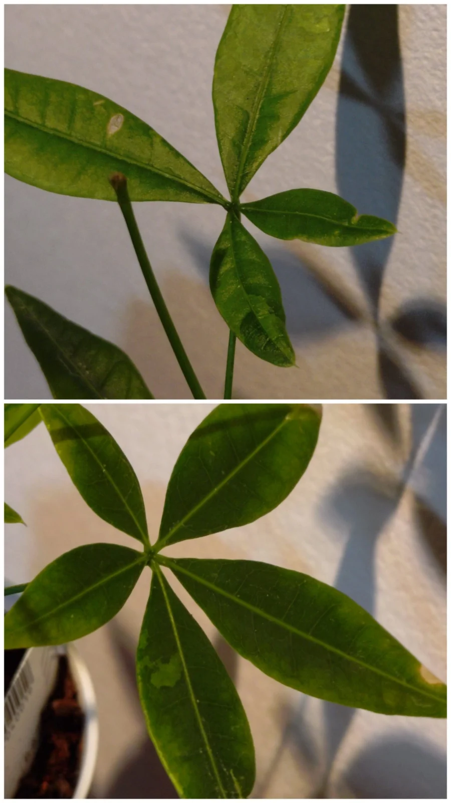パキラ 斑入り 100均