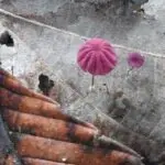 rahmanandaのアバター