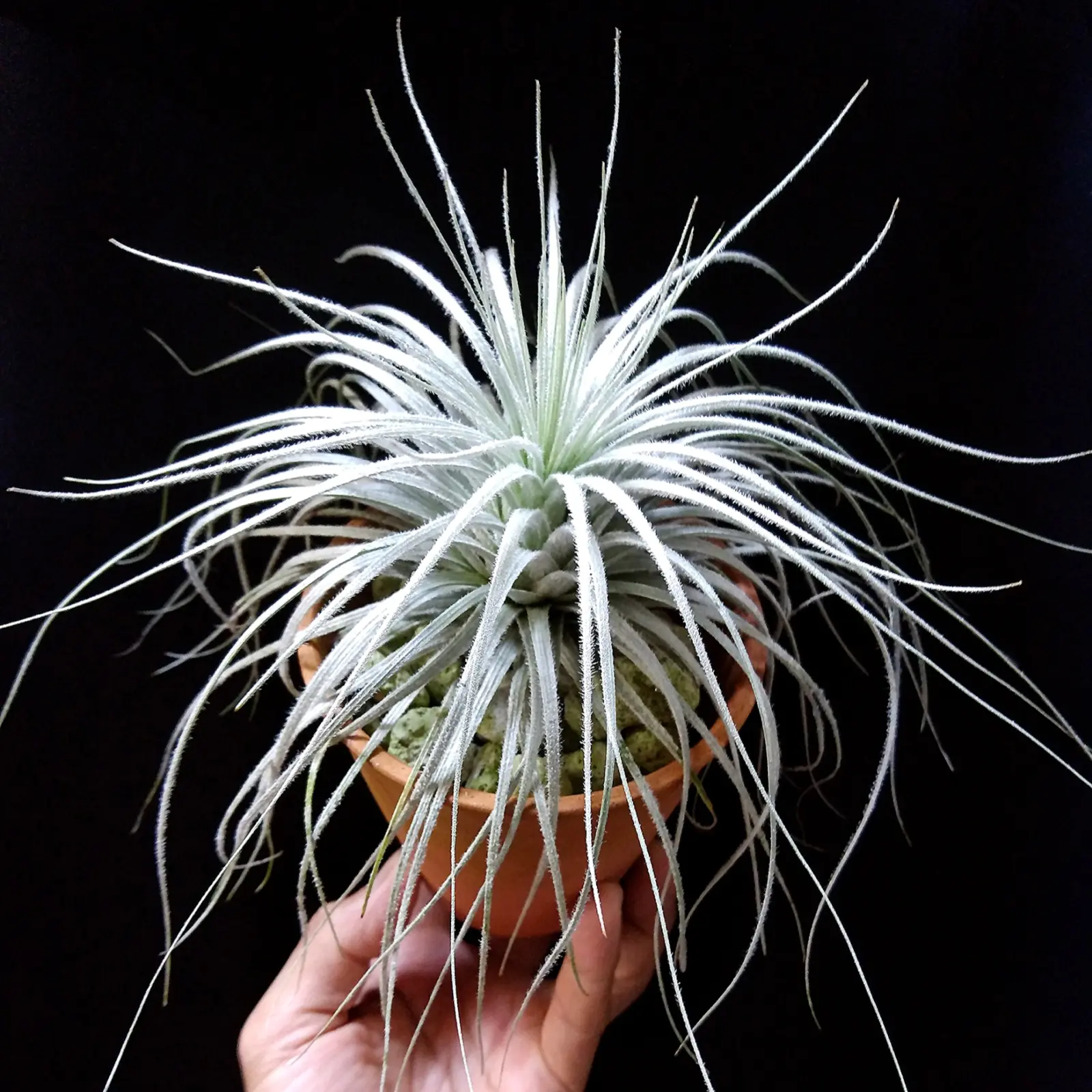 ティランジア　テクトラム