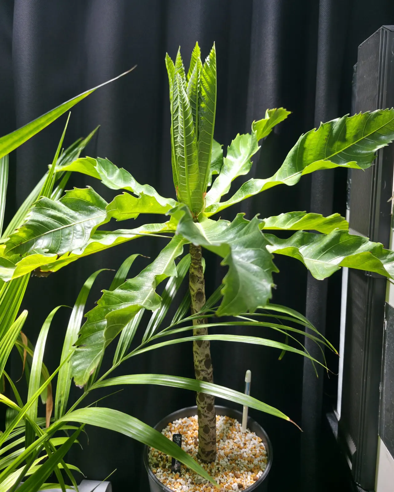 フィカス プセウドパルマ