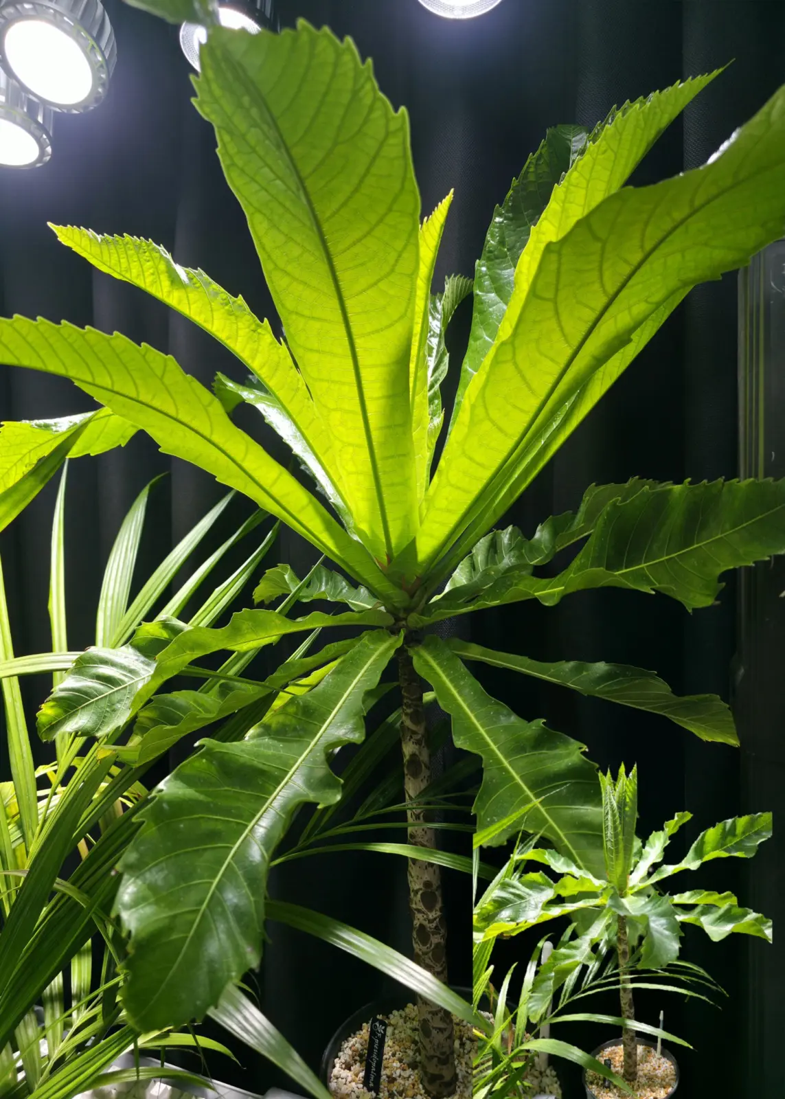 フィカス プセウドパルマ