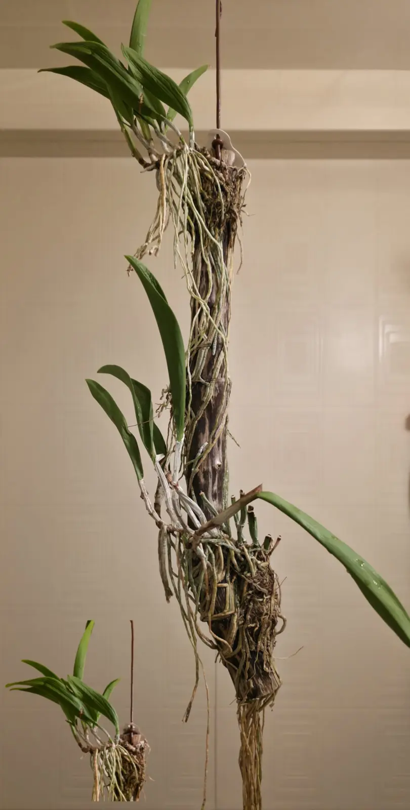 洋ラン 謎の洋ラン