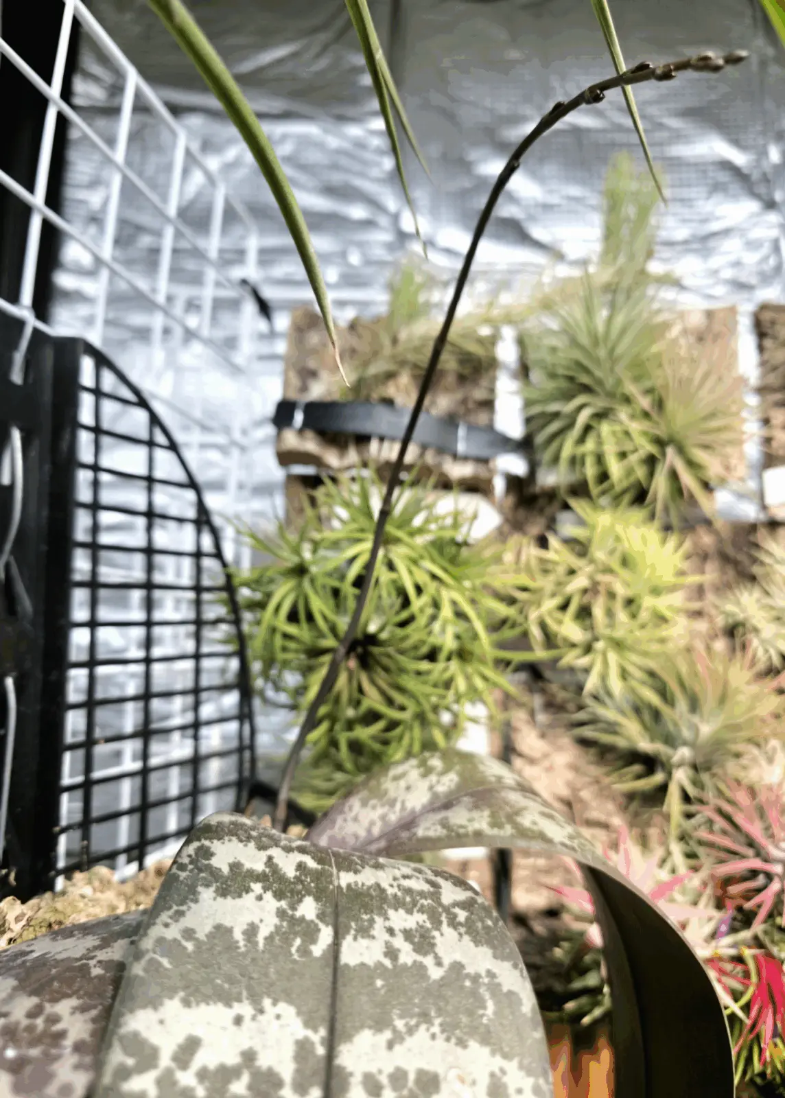 ファレノプシス シレリアナ