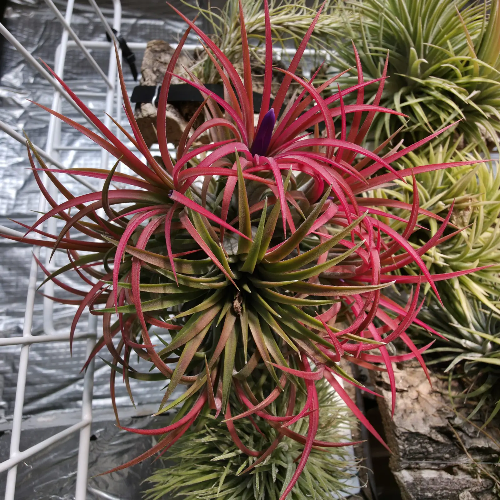 イオナンタ カーリージャイアント 開花 カーリーでもジャイアントでもない