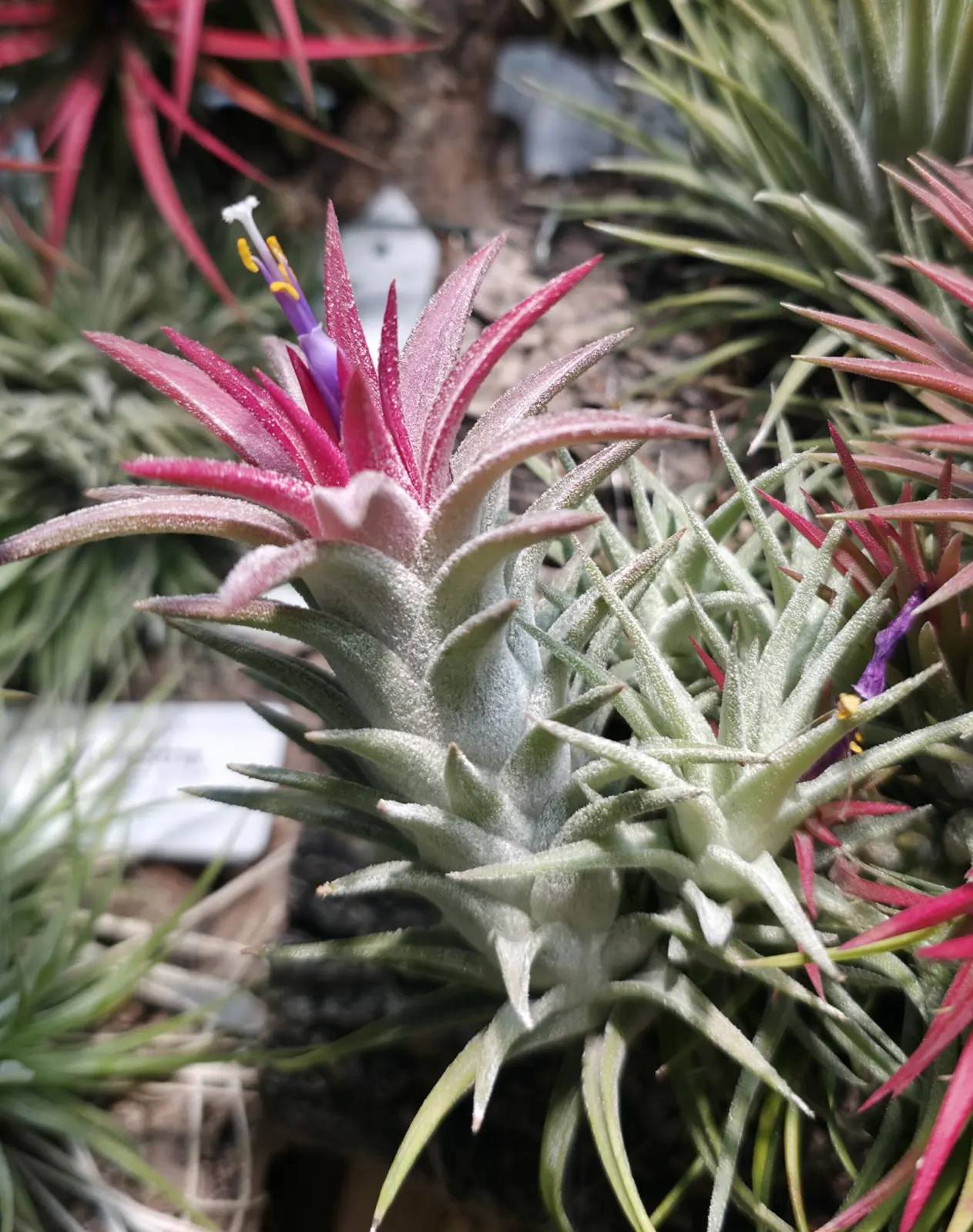 イオナンタ バンハイニンギー 開花