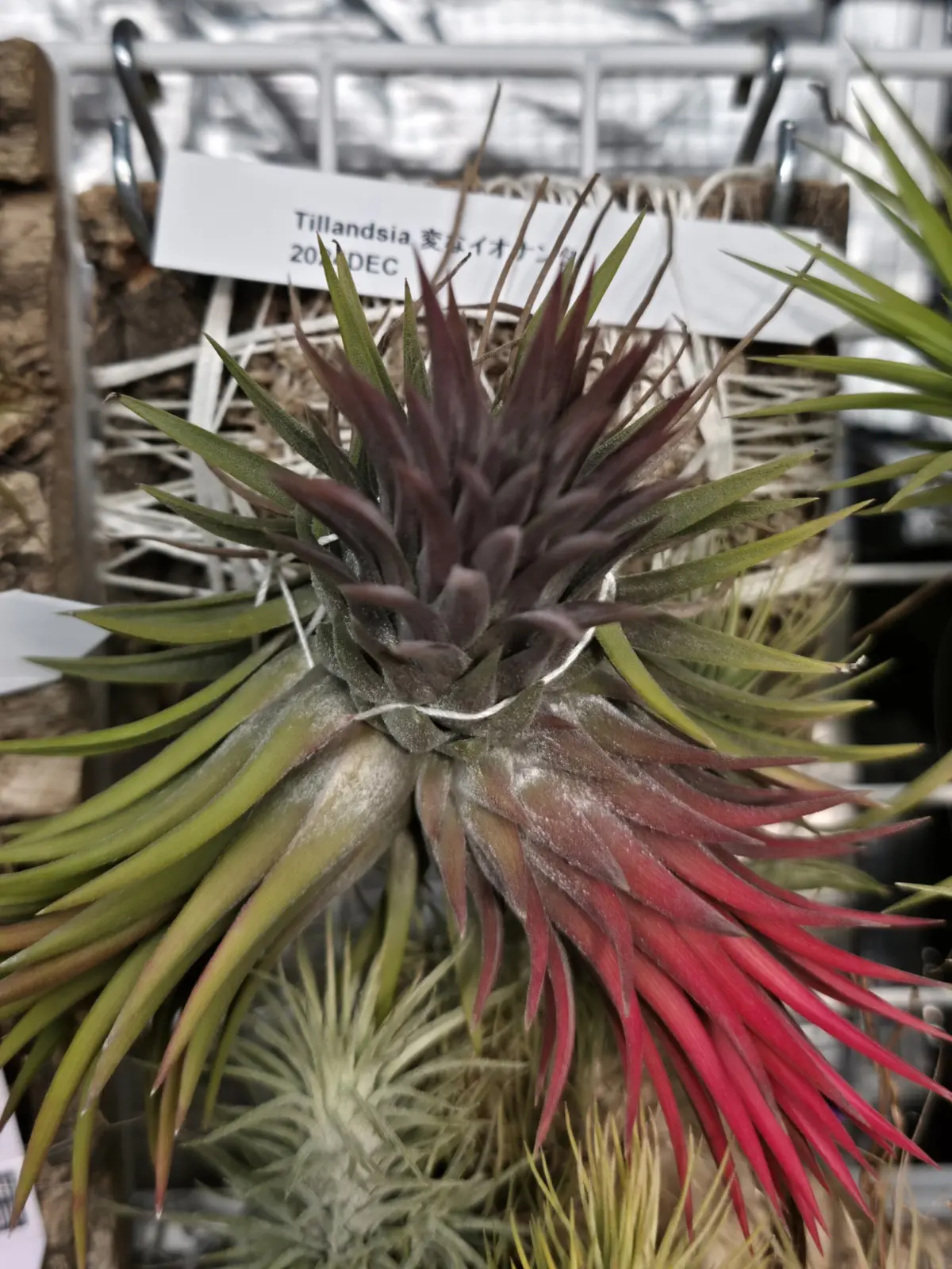 イオナンタ 変なイオナンタ 開花