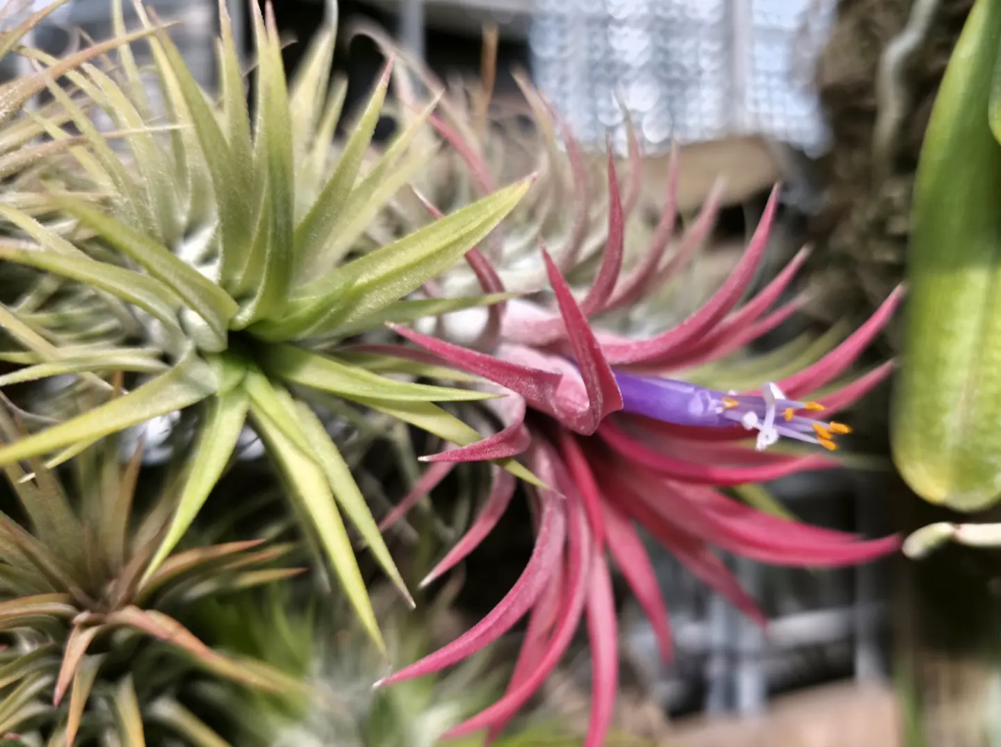 イオナンタ ダイソー 開花