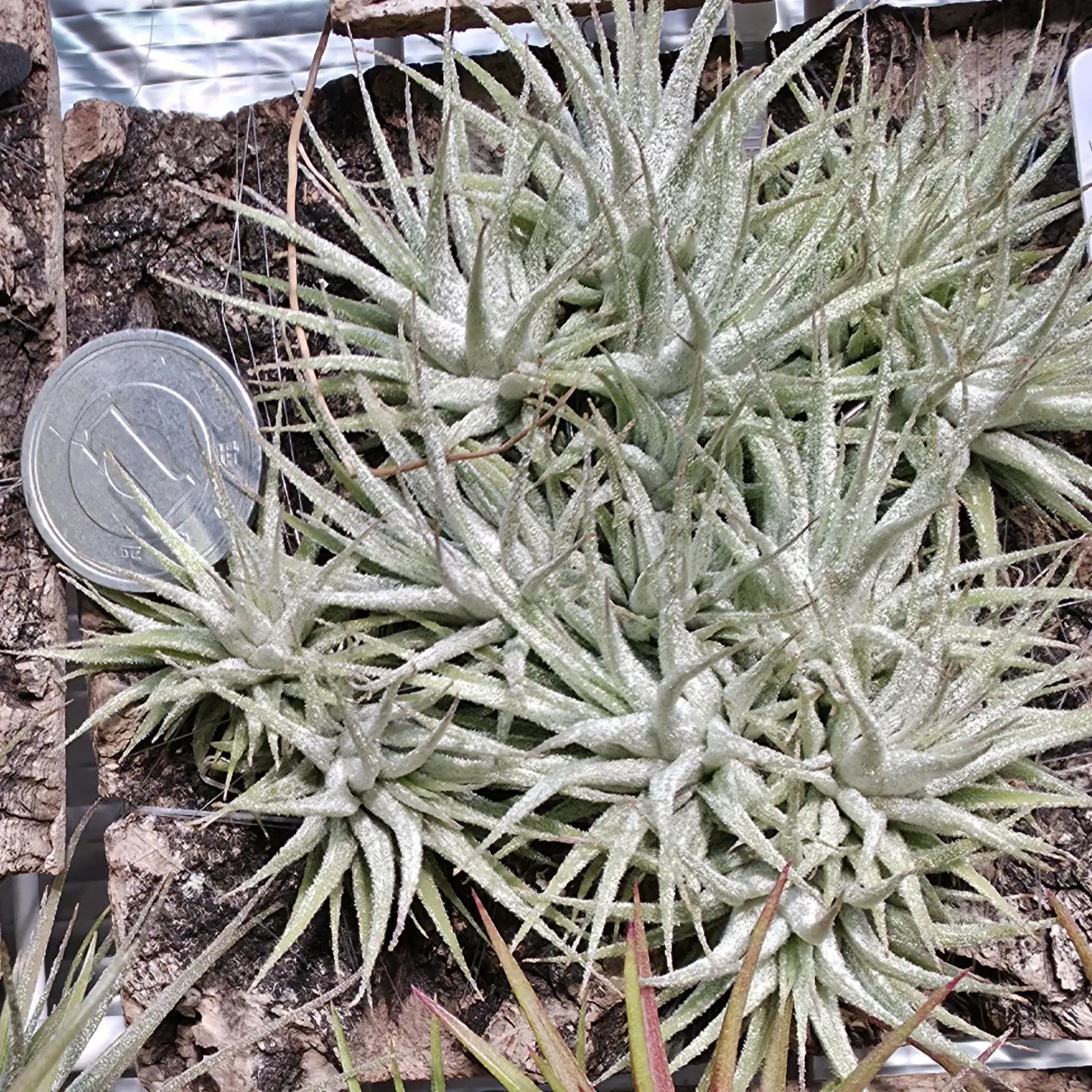 イオナンタ スーパードワーフ セルフ実生