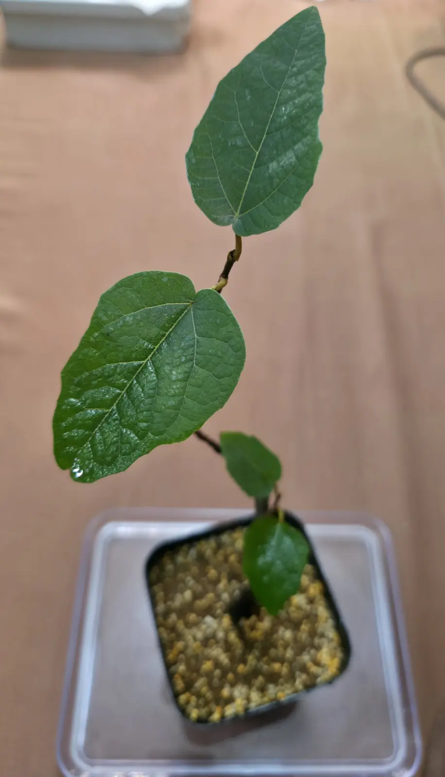 フィカス フレッドブータン