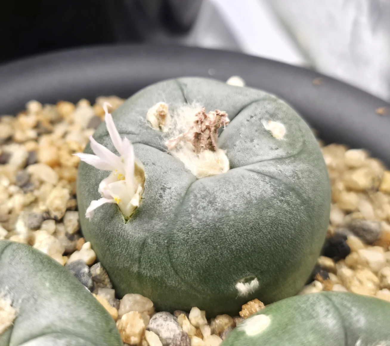 ロホホラ アルベルトボイテフィー なぜか側面のアレオーレから開花 サボテン 実生