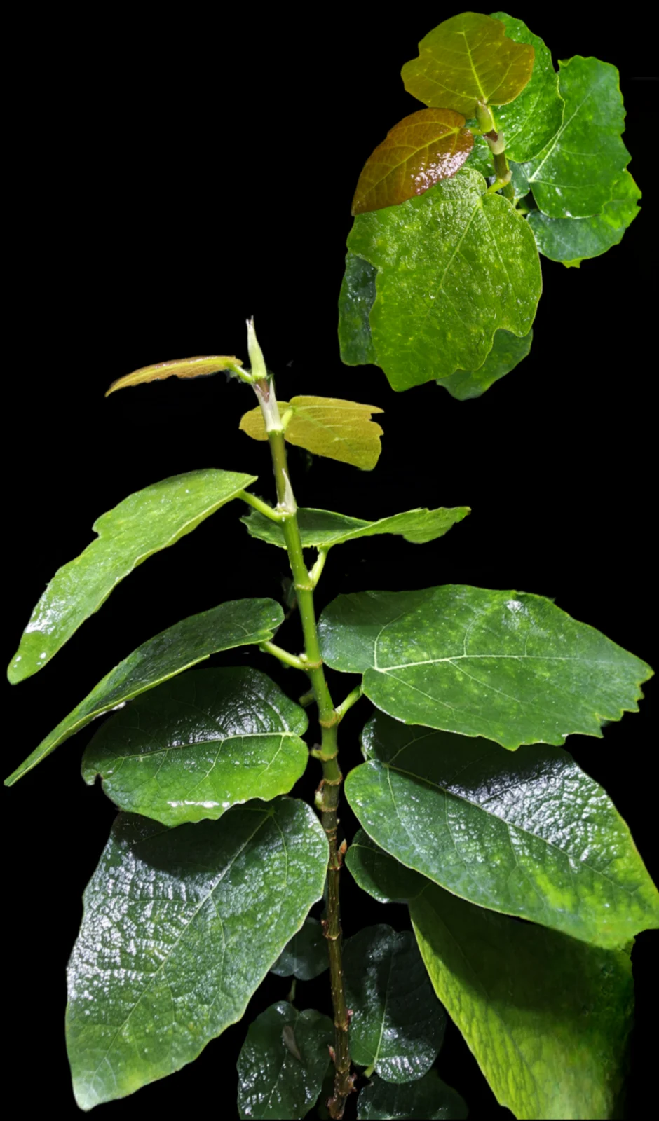 フィカス フレッドブータン