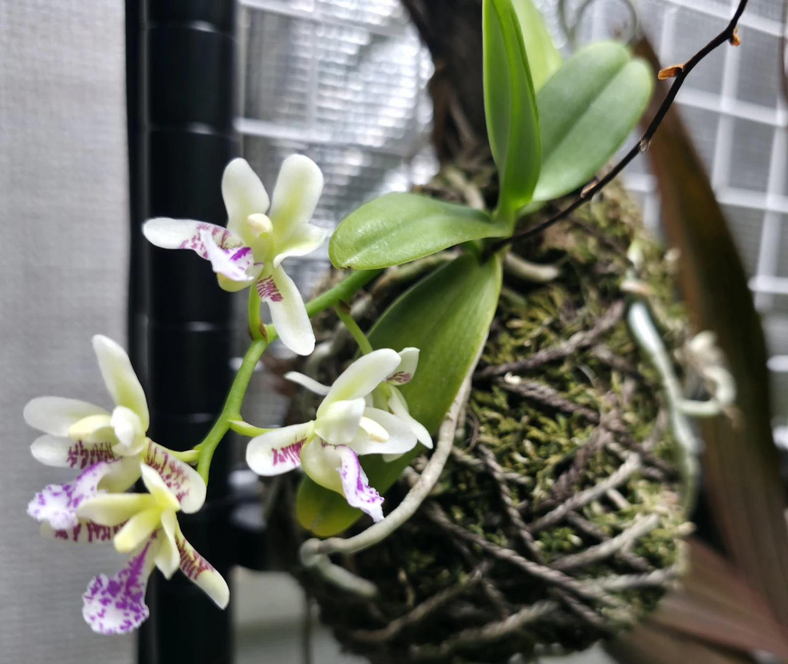 ナゴラン　コチョウラン 胡蝶蘭 ファレノプシス